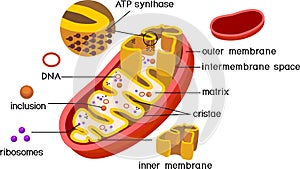 Structure of mitochondrion with ATP synthase on inner membrane and components